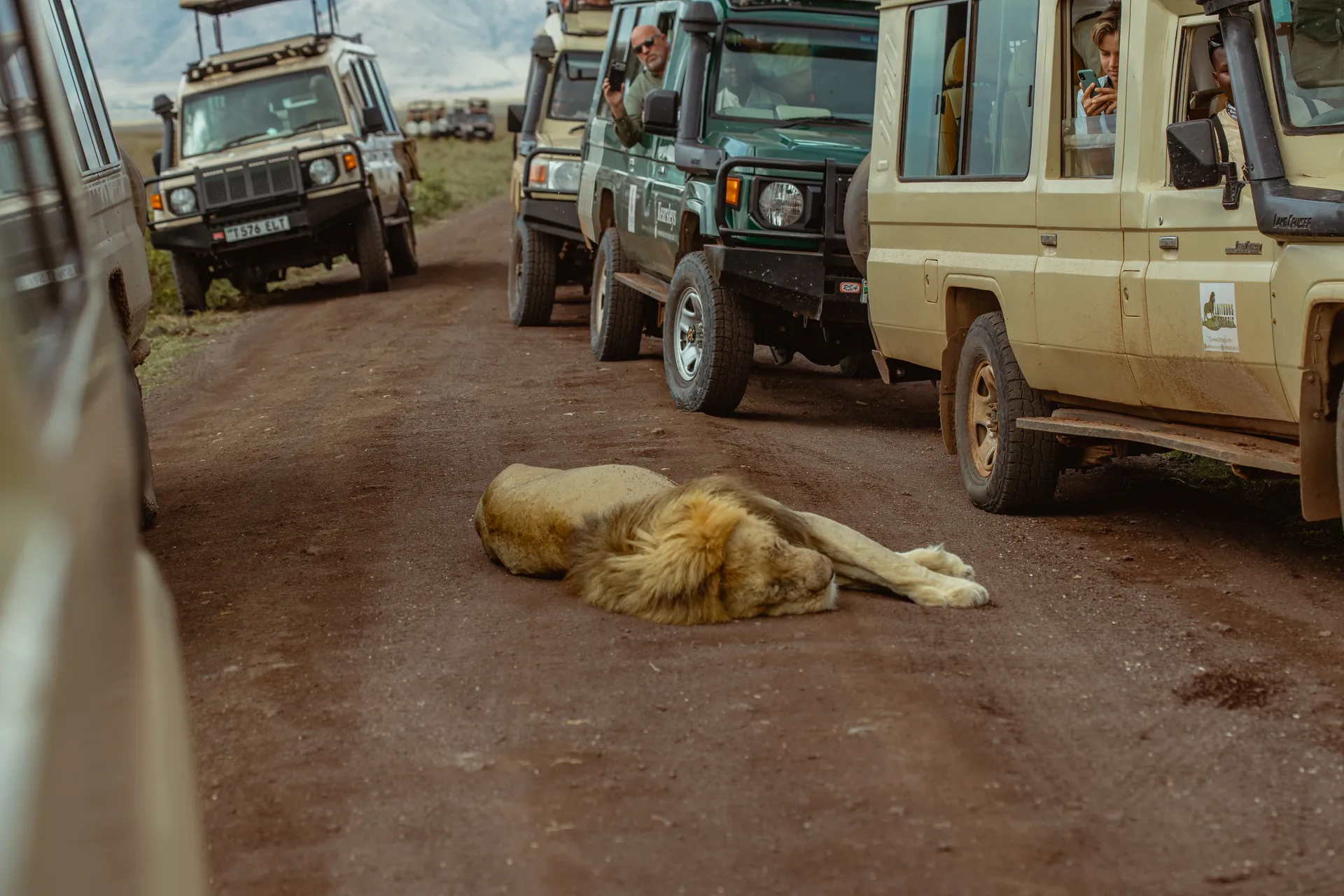 Lion in an East African safari landscape